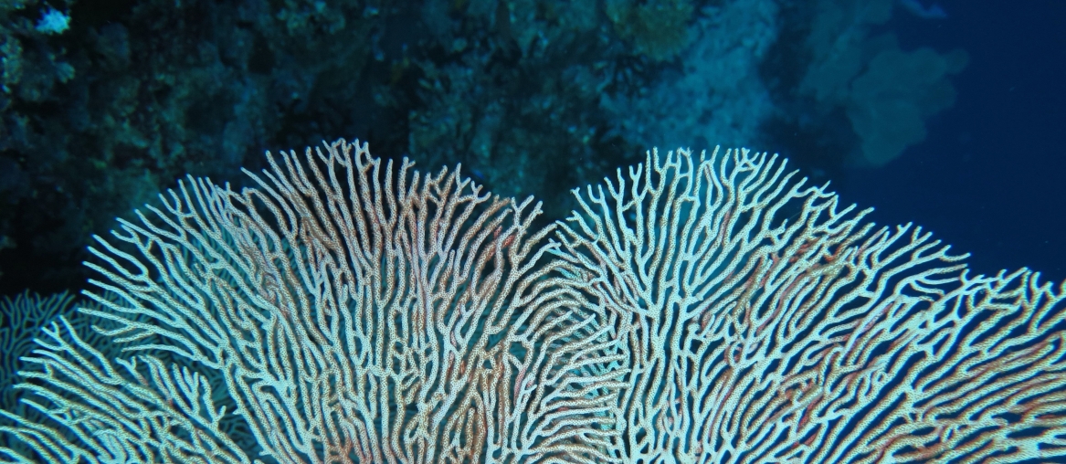 Cradle of coral