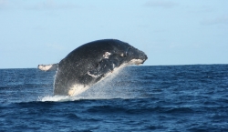 Vamizi - humpback whale