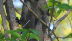 Vamizi - samango monkey