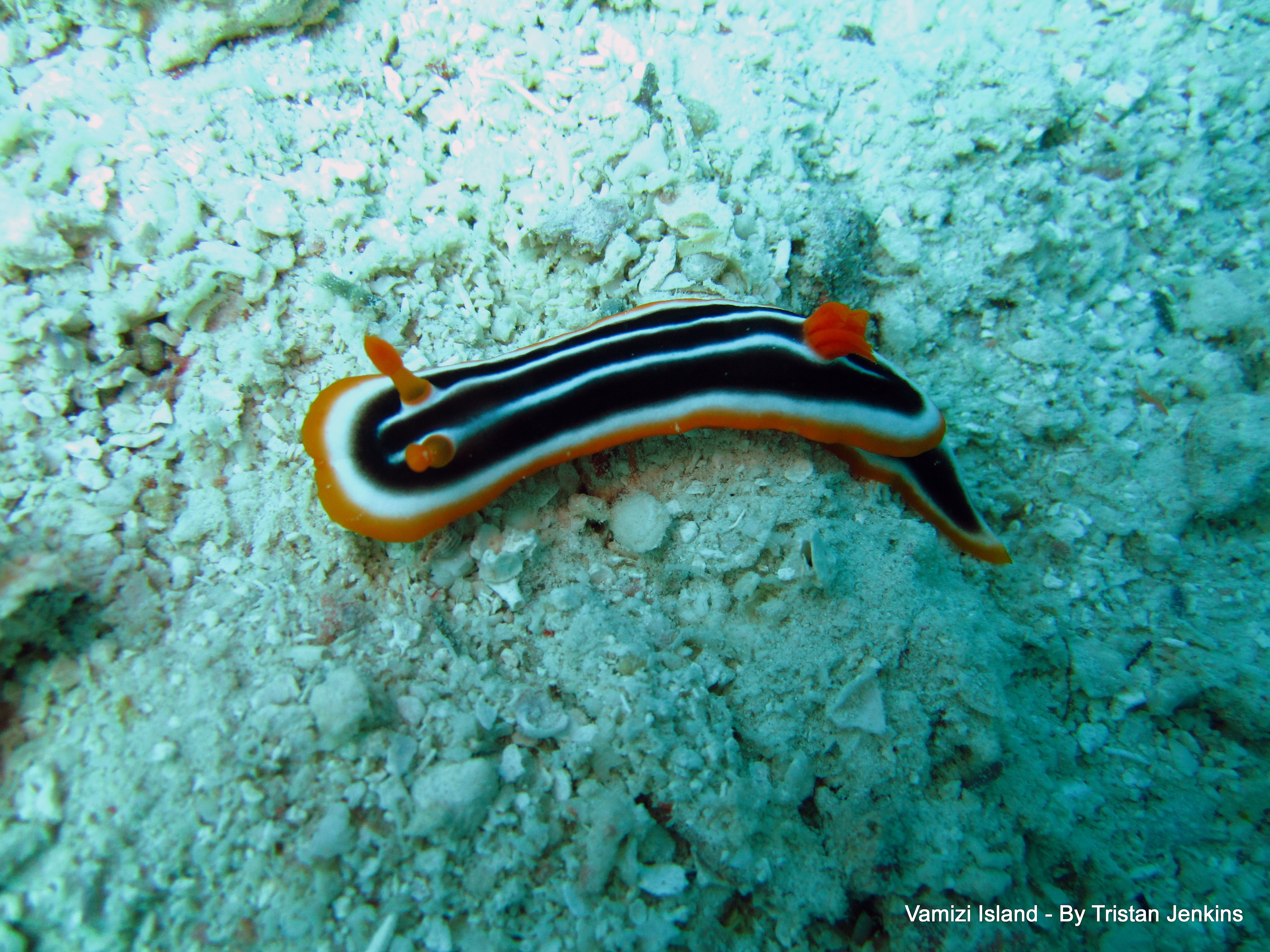 Vamizi_Indian Ocean_Sea Slugs