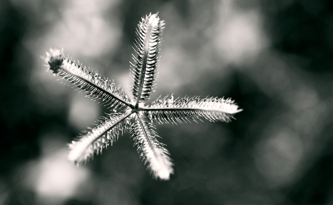 Vamizi Island is home to a wide variety of flora.