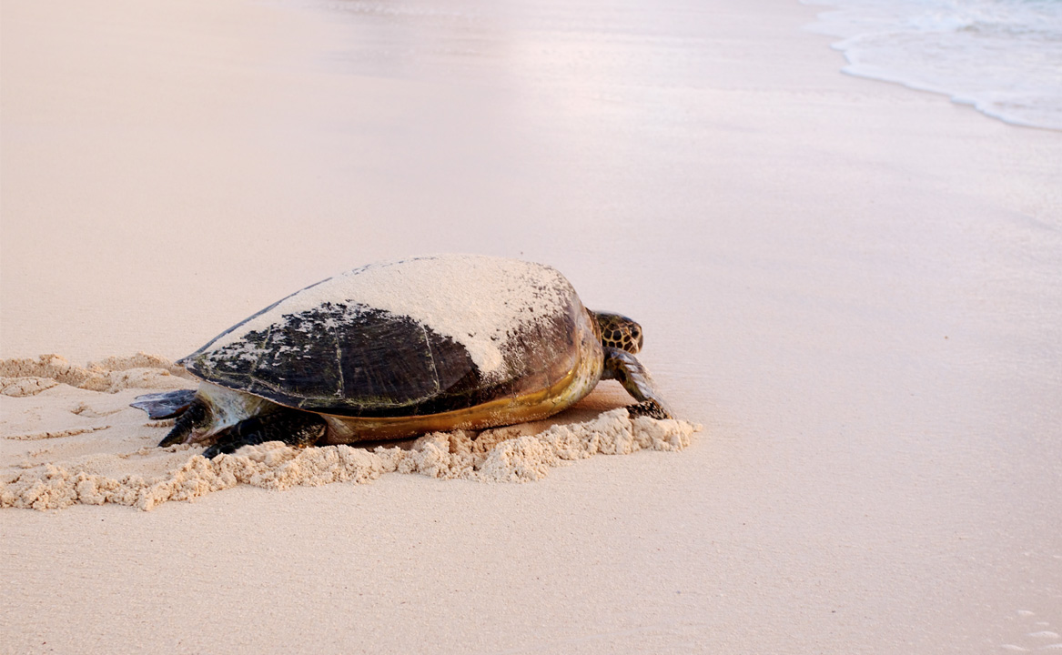 A green turtle returns to the Indian Ocean after laying her eggs on Vamizi Island, Mozambique.