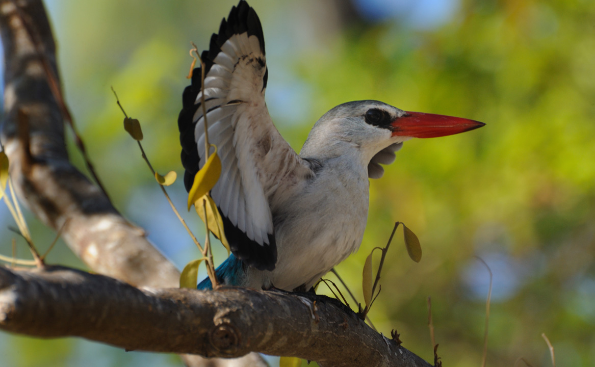 Vamizi Island is home to a huge variety of birdlife like this mangrove kingfisher.