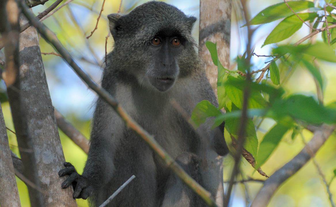 A samango monkey sitting in the tropical forest spotted on a nature walk on Vamizi Island, Mozambique.