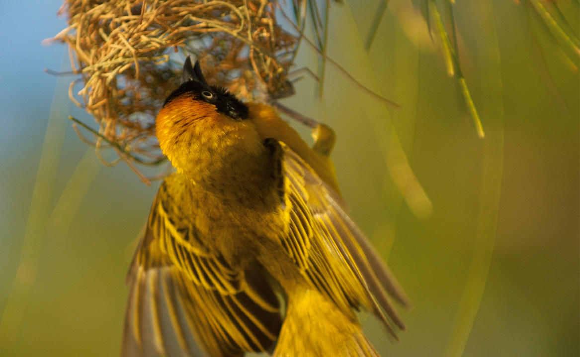A weaver bird building its nest is just one of the sights you might see on a nature walk on Vamizi Island, Mozambique.