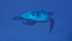 Vamizi - turtle swimming