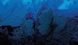 Vamizi - coral