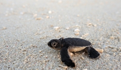 Vamizi - baby turtle